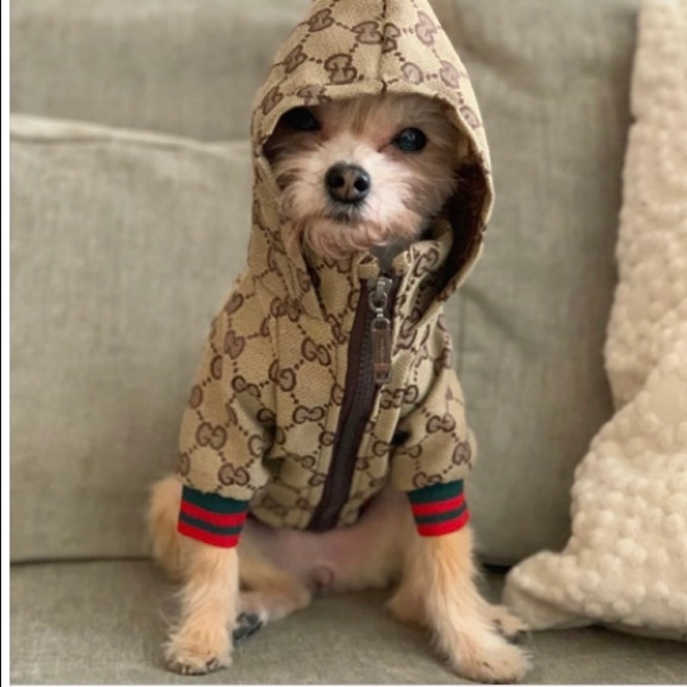 dog jacket